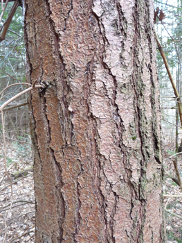 Tronc à l'écorce d'abord lisse et verte quand l'arbre est jeune puis devenant brune et crevassée en prenant de l'âge. Agrandir dans une nouvelle fenêtre (ou onglet)